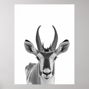 Gaffelbok Antilope Woestijndier Portret Poster