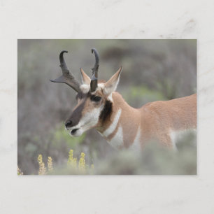 Gaffelbok hert   Grand Tetons Briefkaart