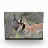 Gaffelbok hert | Grand Tetons Fotoblokken (Voorkant)