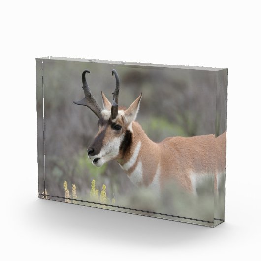 Gaffelbok hert | Grand Tetons Fotoblokken (Rechts)