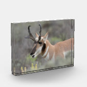 Gaffelbok hert | Grand Tetons Fotoblokken (Links)