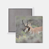 Gaffelbok hert | Grand Tetons Magneet (Voorkant / Achterkant)