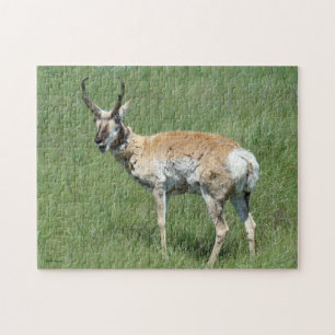 Gaffelbok hert kauwende legpuzzel