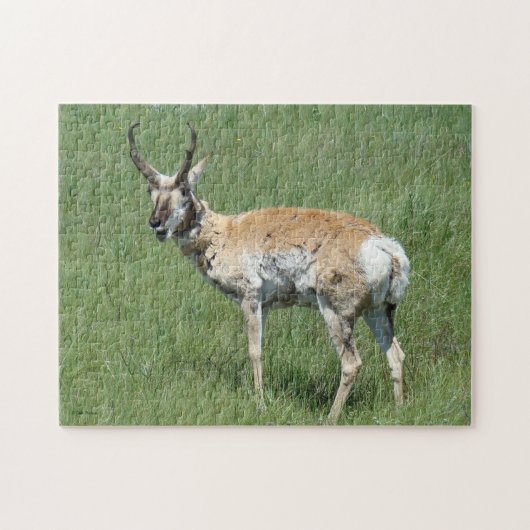 Gaffelbok hert kauwende legpuzzel (Horizontaal)