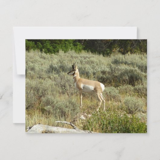 Gaffelbok in Grand Teton National Park (Voorkant)
