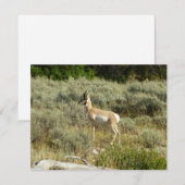 Gaffelbok in Grand Teton National Park (Voorkant / Achterkant)