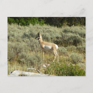 Gaffelbok in Grand Teton National Park Briefkaart