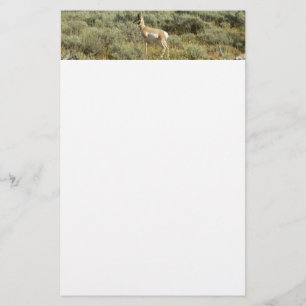 Gaffelbok in Grand Teton National Park Briefpapier