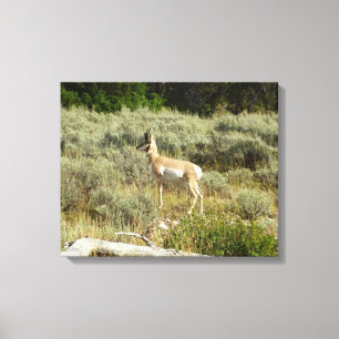Gaffelbok in Grand Teton National Park Canvas Afdruk
