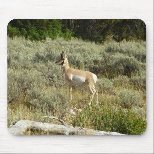 Gaffelbok in Grand Teton National Park Muismat