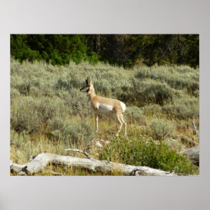 Gaffelbok in Grand Teton National Park Poster