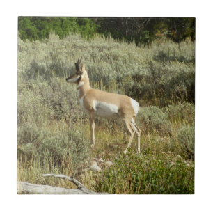 Gaffelbok in Grand Teton National Park Tegeltje