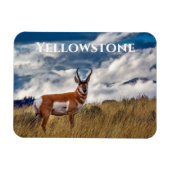 Gaffelbok in weide, Yellowstone NP Magneet (Horizontaal)