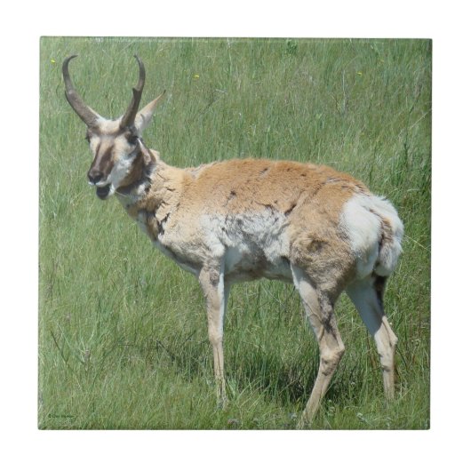 Gaffelbok Kauwende Antilope Tegeltje (Voorkant)