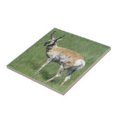 Gaffelbok Kauwende Antilope Tegeltje (Zijkant)
