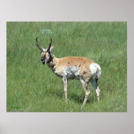 Gaffelbok Kauwende Bok A3 Poster
