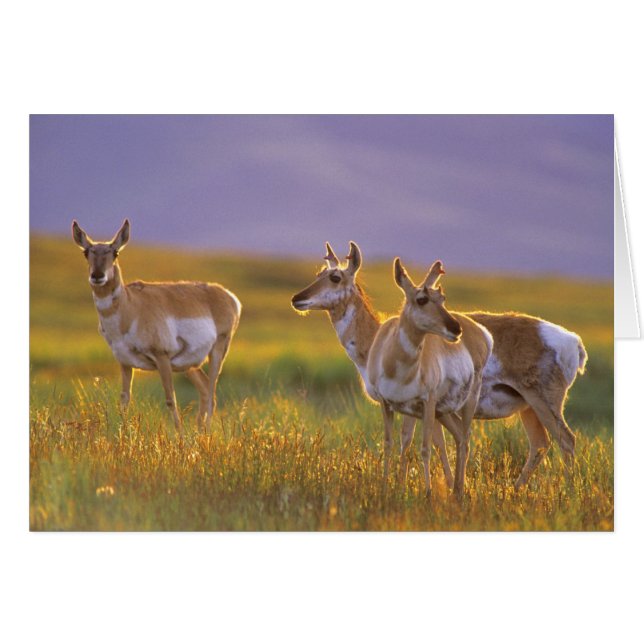 Gaffelbokantilopen in Montana (Voorkant Horizontaal)