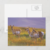 Gaffelbokantilopen in Montana Briefkaart (Voorkant / Achterkant)