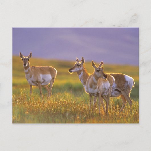 Gaffelbokantilopen in Montana Briefkaart (Voorkant)