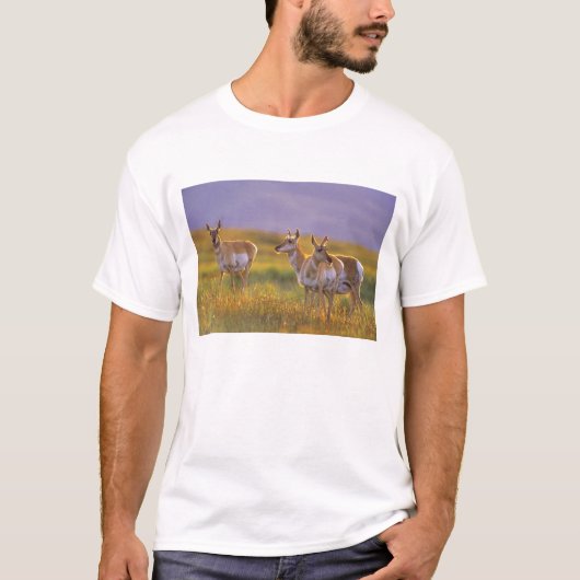 Gaffelbokantilopen in Montana T-shirt (Voorkant)