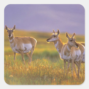 Gaffelbokantilopen in Montana Vierkante Sticker