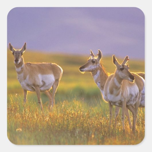 Gaffelbokantilopen in Montana Vierkante Sticker (Voorkant)