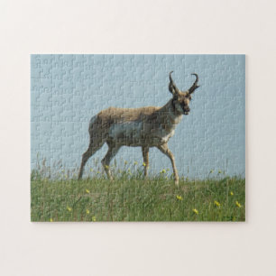 Gaffelbokantilopen loopt door wilde bloemen legpuzzel