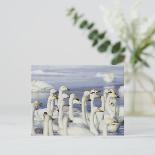 Gaggle Geese Briefkaart (Staand voorkant)