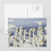 Gaggle Geese Briefkaart (Voorkant / Achterkant)