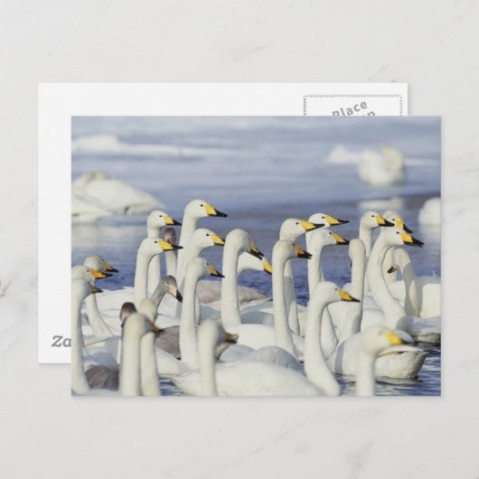 Gaggle Geese Briefkaart (Voorkant / Achterkant)