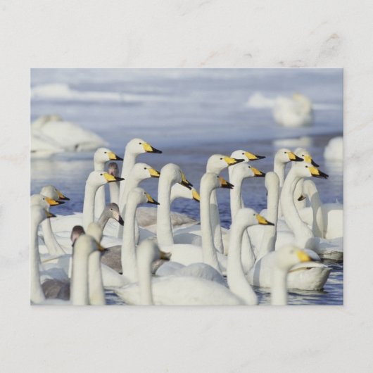 Gaggle Geese Briefkaart (Voorkant)