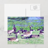 Gaggle of Geese Briefkaart (Voorkant / Achterkant)