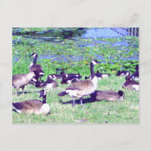 Gaggle of Geese Briefkaart