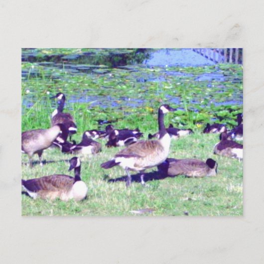Gaggle of Geese Briefkaart (Voorkant)