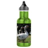 Gaggle van gedomesticeerde ganzen waterfles  (Rechts)