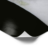 Gagle van Witte Eenden Glossy Fotografisch Perfect Poster (Hoek)