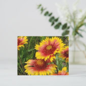 GAILARDIA OVER DE PRAIRIE - BRIEFKAART (Staand voorkant)