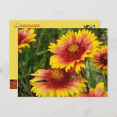 GAILARDIA OVER DE PRAIRIE - BRIEFKAART (Voorkant / Achterkant)