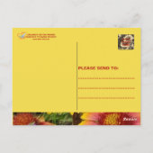 GAILARDIA OVER DE PRAIRIE - BRIEFKAART (Achterkant)