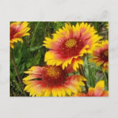 GAILARDIA OVER DE PRAIRIE - BRIEFKAART (Voorkant)
