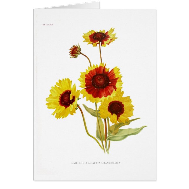 Gaillardia (Voorkant)