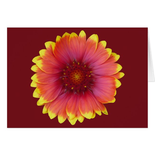 Gaillardia 1 (Voorkant Horizontaal)