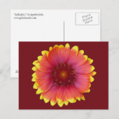 Gaillardia 1 briefkaart (Voorkant / Achterkant)
