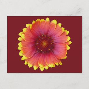 Gaillardia 1 briefkaart