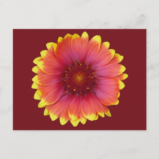 Gaillardia 1 briefkaart (Voorkant)