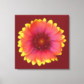 Gaillardia 1 canvas afdruk (Voorkant)