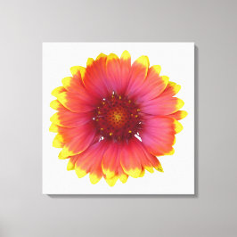Gaillardia 1 canvas afdruk
