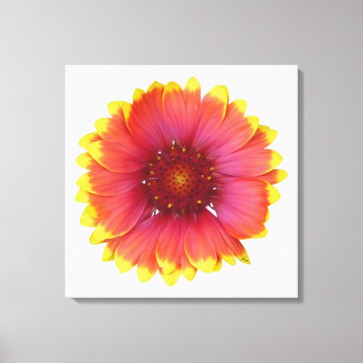 Gaillardia 1 canvas afdruk (Voorkant)