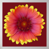 Gaillardia 1 poster (Voorkant)