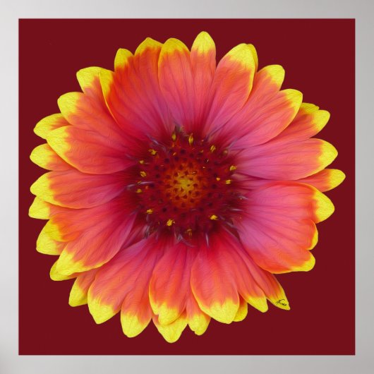 Gaillardia 1 poster (Voorkant)